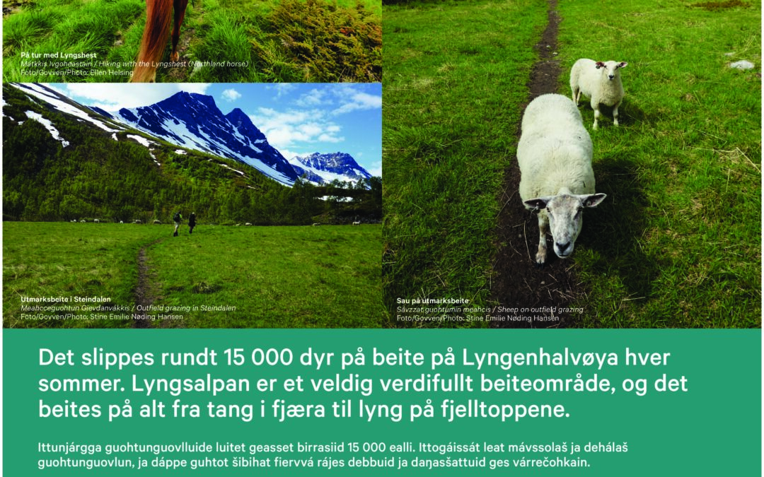 Lyngsalpan_Beitenæringa